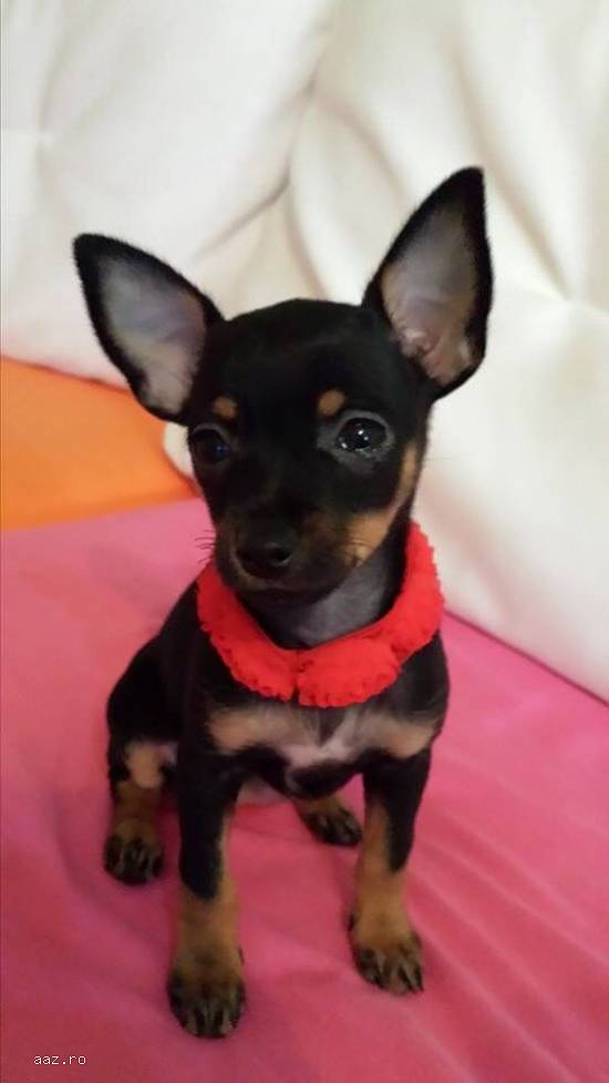 Bella