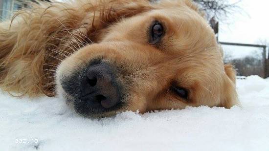 Mascul Golden Retriever cauta partenera
