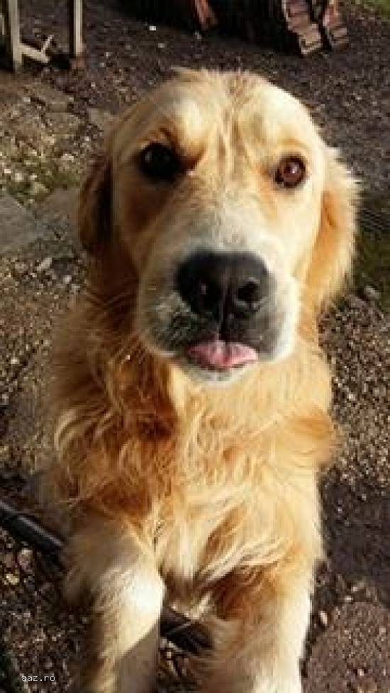 Mascul Golden Retriever cauta partenera