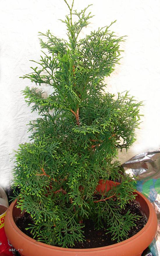 seminte tuia biota
