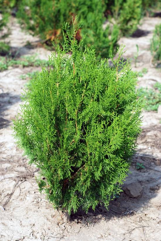 seminte tuia biota