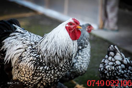wiandotte oua de incubat ferma Balotesti Ilfov