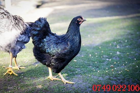 wiandotte oua de incubat ferma Balotesti Ilfov