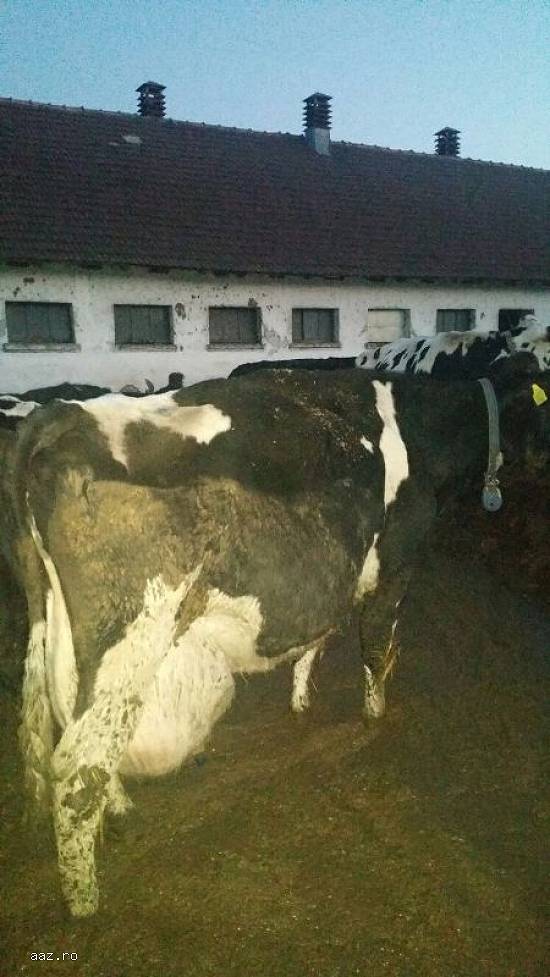 Vand 5 vaci Holstein rasa pura