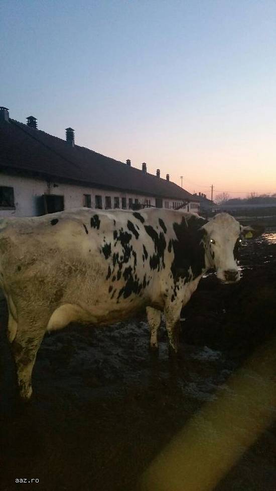 Vand 5 vaci Holstein rasa pura