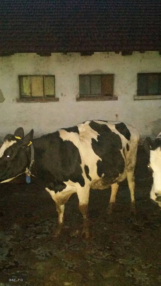 Vand 5 vaci Holstein rasa pura