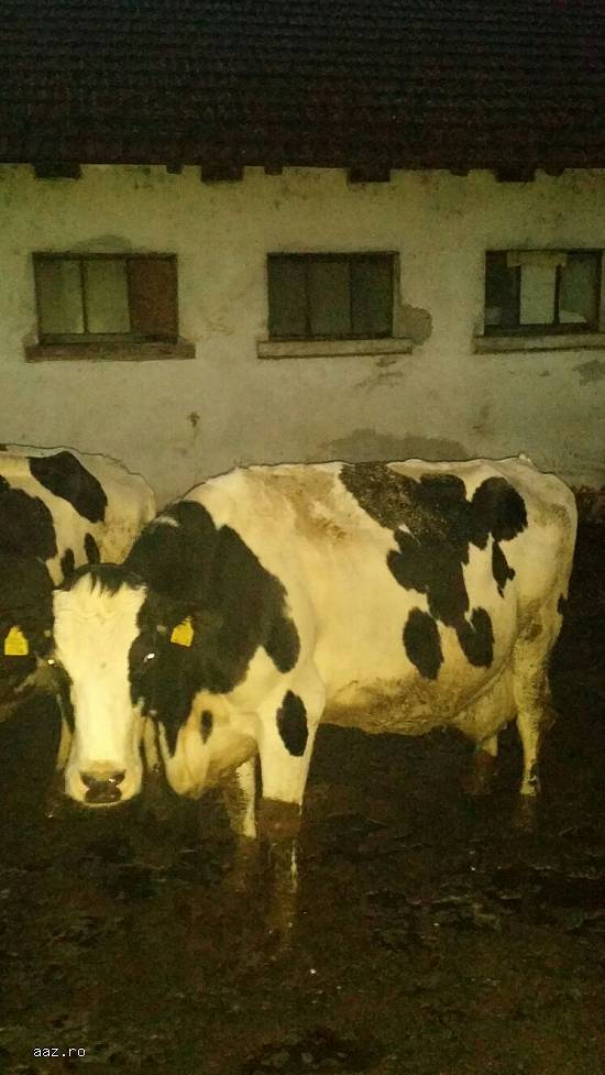 Vand 5 vaci Holstein rasa pura
