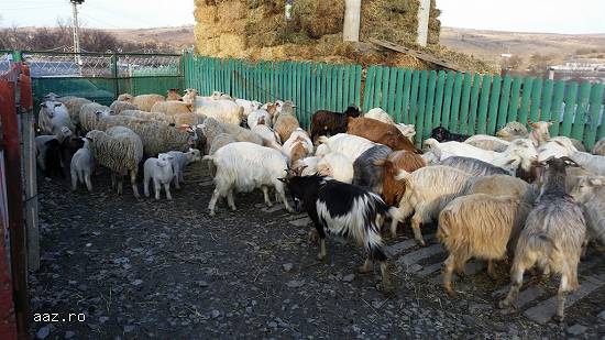 Vand oi si capre