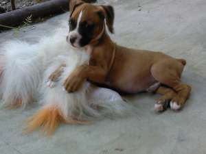 catei boxer de vanzare