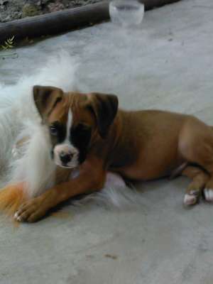 catei boxer de vanzare