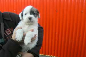 catei boxer de vanzare