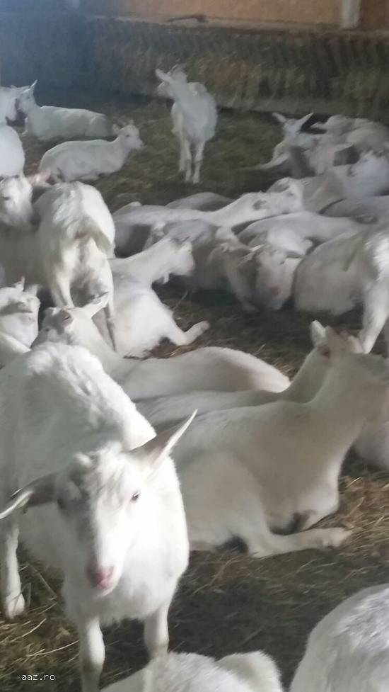 Vand capre saanen cu iezi si gestante