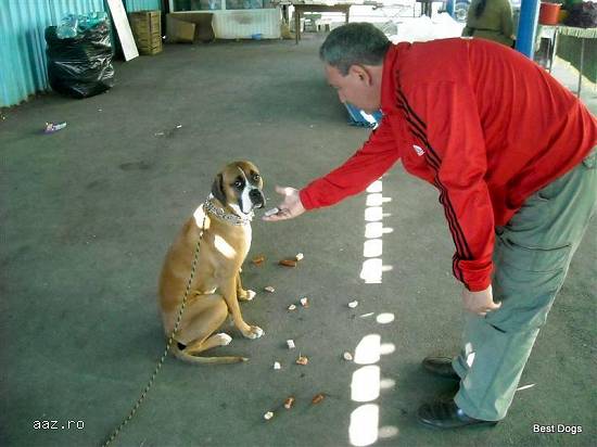 DRESAJ CANIN REZULTATE GARANTATE!!!