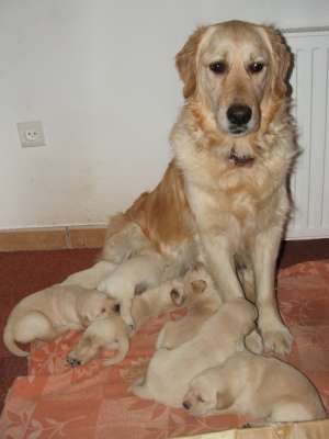 Vand pui Labrador Auriu