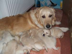 Vand pui Labrador Auriu