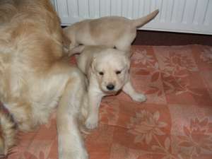 Vand pui Labrador Auriu