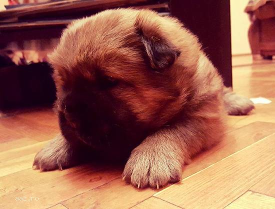 Catei Chow Chow