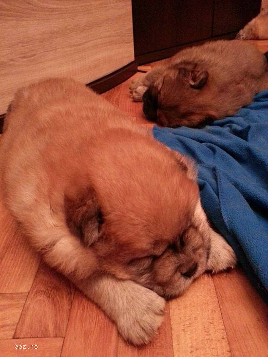Catei Chow Chow