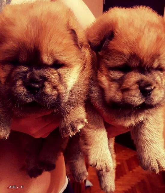 Catei Chow Chow