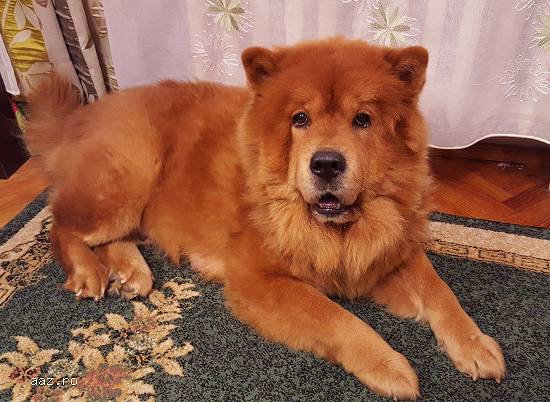 Catei Chow Chow