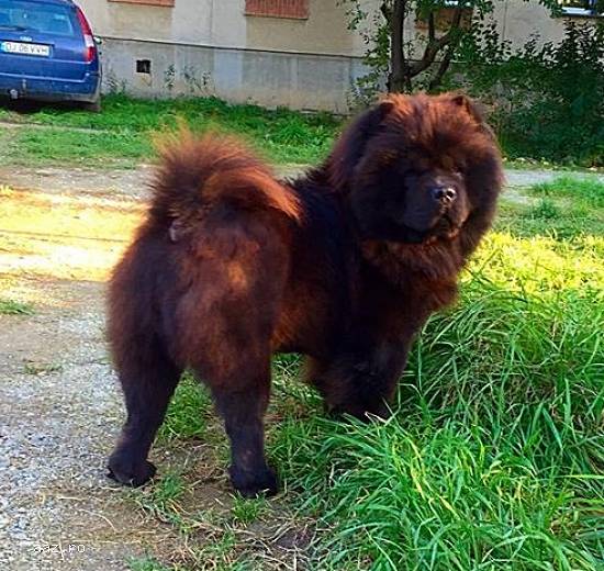 Catei Chow Chow