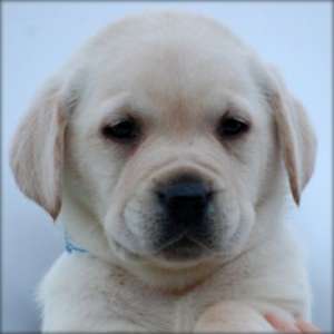 minunat si fermecator Labrador Retriever catei