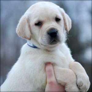 minunat si fermecator Labrador Retriever catei