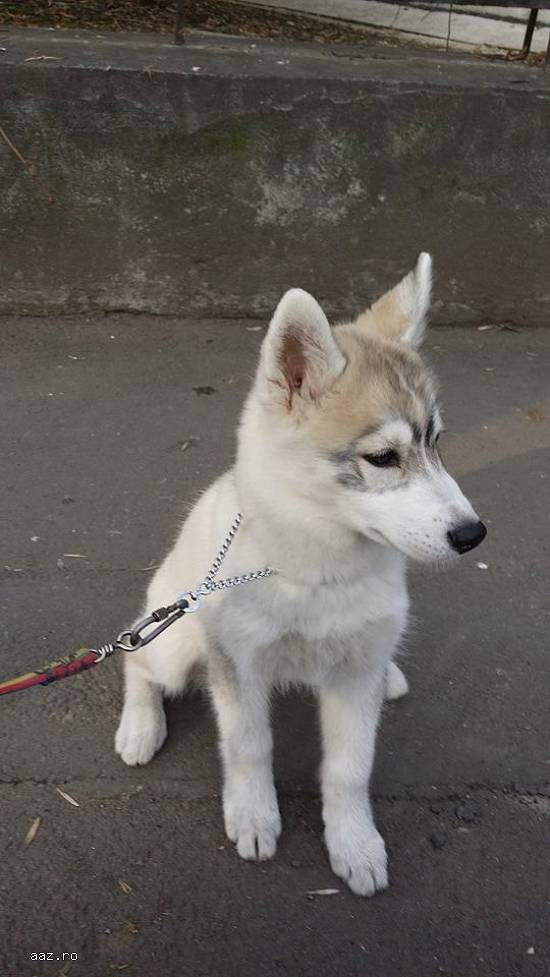 Dresaj canin ieftin !
