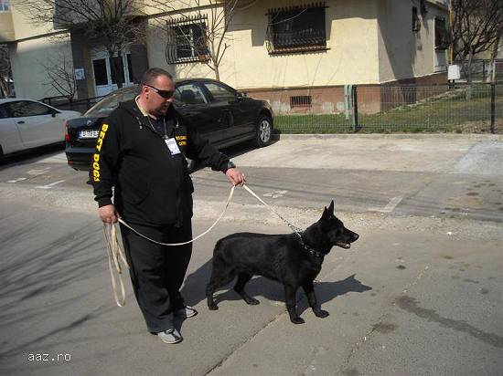 Dresaj canin ieftin !