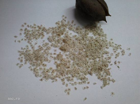 Vand seminte arbori Paulownia