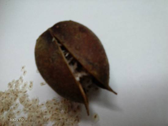 Vand seminte arbori Paulownia