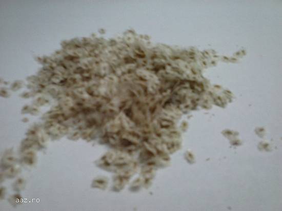 Vand seminte arbori Paulownia