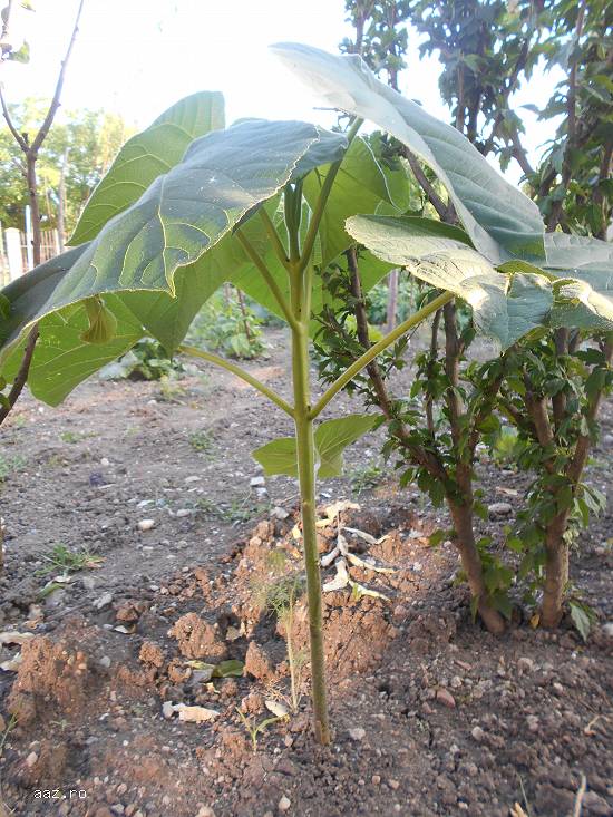 Vand seminte arbori Paulownia
