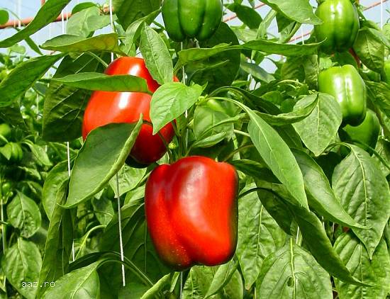 biostimulator foliar Ascovigor