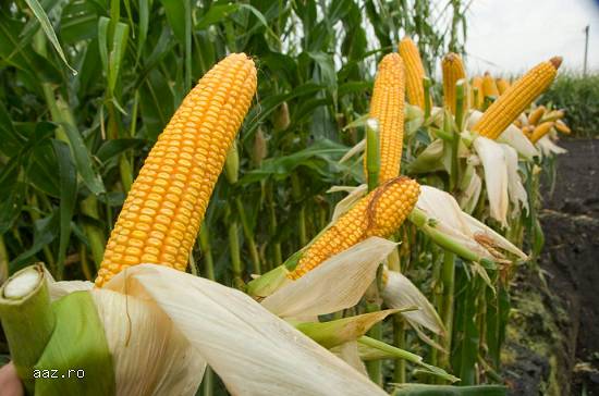 biostimulator foliar Ascovigor