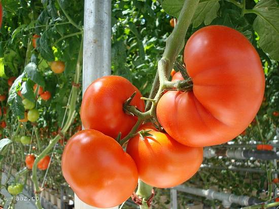 biostimulator foliar Ascovigor