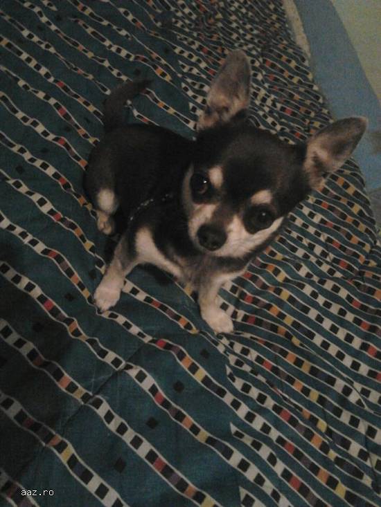 Ofer mascul chihuahua ptr monta!