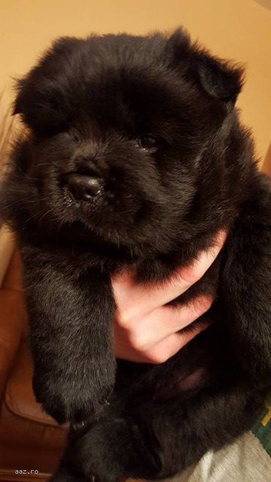Vand catei Chow Chow