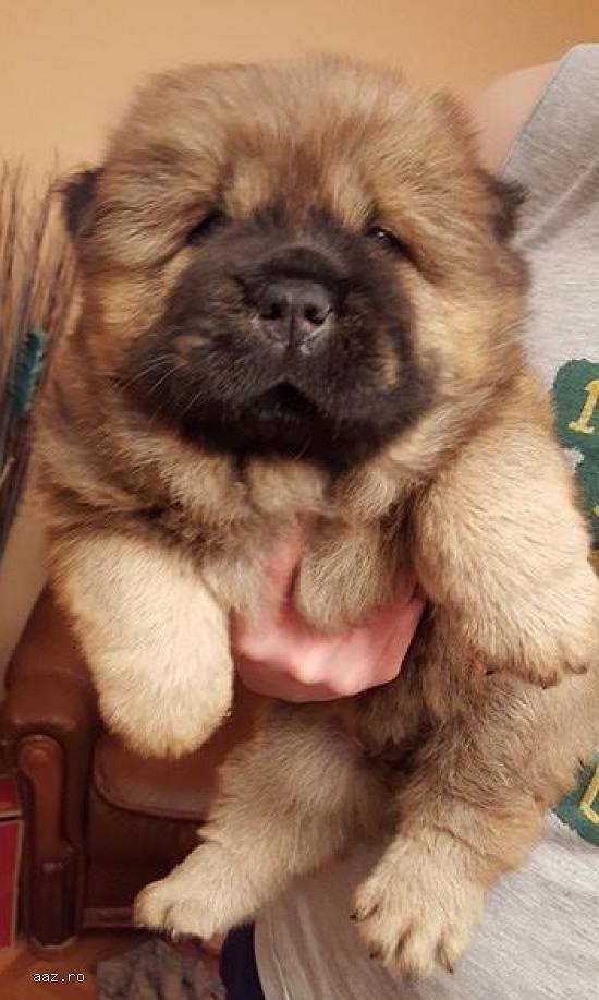 Catel Chow Chow - Maro