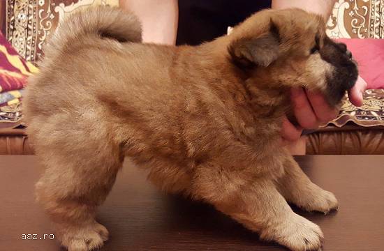 Catel Chow Chow - Maro