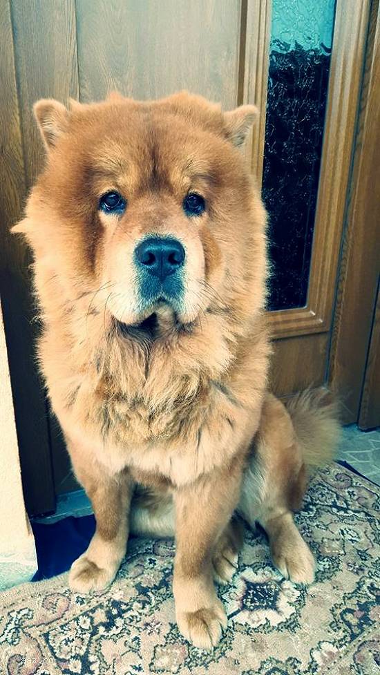Catel Chow Chow - Maro