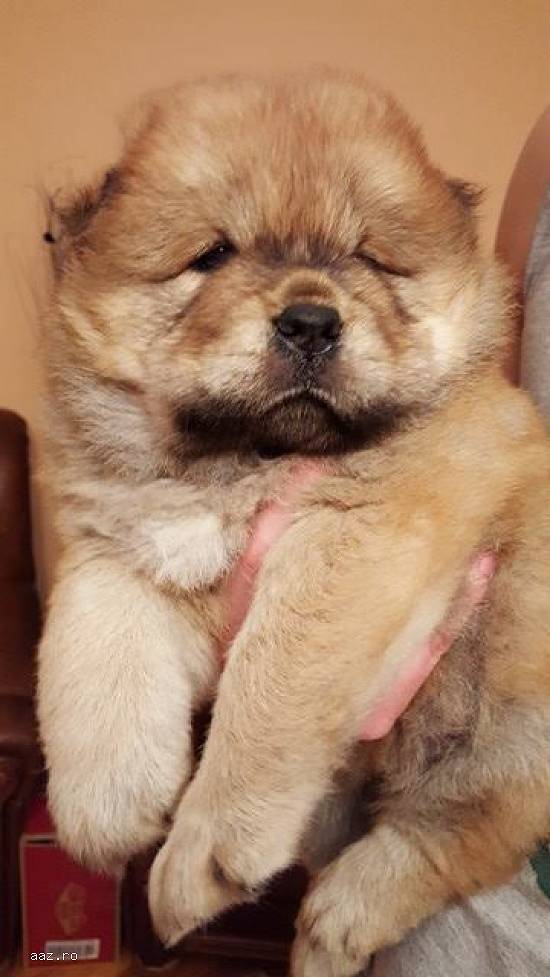 Chow Chow - Crem