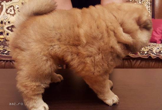 Chow Chow - Crem