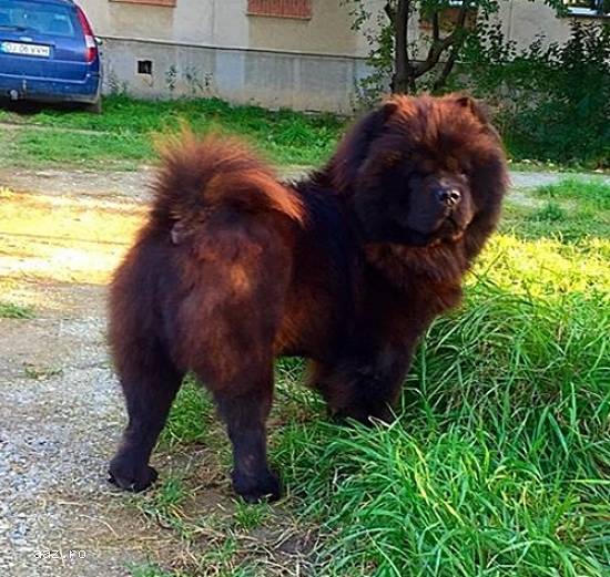 Vand catel Chow Chow - Negru