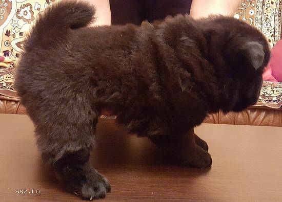 Vand catel Chow Chow - Negru