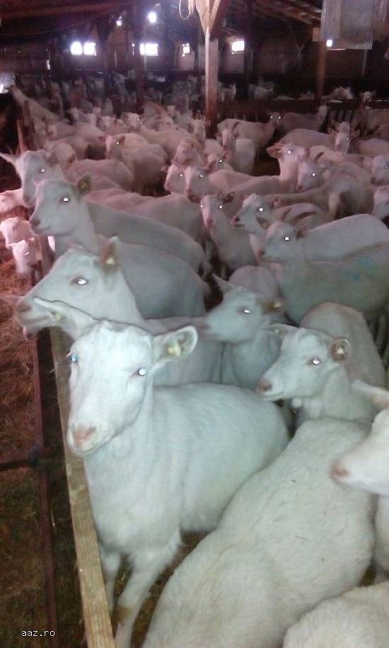 Urgent 100 capre saanen aduse din Austria