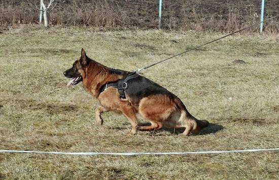 Cateii Ciobanesc German din Linii de show.