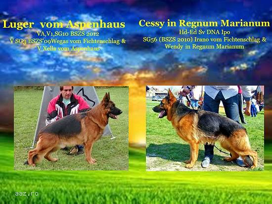 Cateii Ciobanesc German din Linii de show.