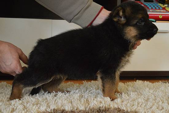 Cateii Ciobanesc German din Linii de show.
