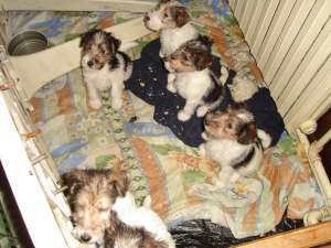vand fox terrier wire